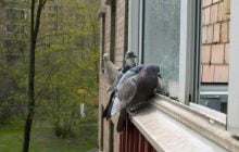 Голуби більше не сядуть на балкони та карнизи: який спосіб відлякує їх на 100%
