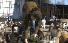 Більше 80 хвостиків: родина з Донеччини евакуювала десятків котів і собак з-під обстрілів (відео)