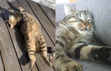 Самый милый флешмоб: в сети показали забавные фото со спящими котами
