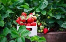 Цены на любимую ягоду украинцев кусаются: что будет дальше