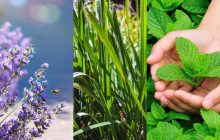 Ці рослини - просто вбивці комарів: що садити на ділянці, щоб відвадити "кровопивць"