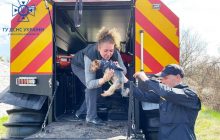 На Чернігівщині, яка потерпає від повені, ДСНС врятувала ще одного хвостатого (фото)
