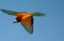 Над Одещиною довго летить велика кількість казкових птахів-бджолоїдок (фото)