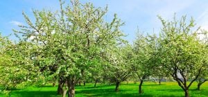 Які дерева не варто садити у своєму дворі: фахівці назвали топ-6