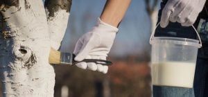 Плодовые деревья белят не ради красоты: от чего это защищает кору зимой