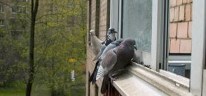 Голуби більше не сядуть на балкони та карнизи: який спосіб відлякує їх на 100%