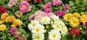 Як посадити жоржини: експерти дали важливі поради, без яких не буде гарних квітів