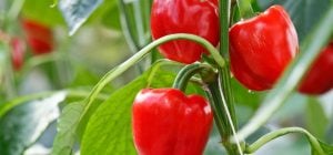 Що посадити поруч з перцем, щоб попелиця та кліщі зникли самі: найкращі рослини-захисники