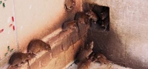 Прощайте, грызуны: простой кухонный ингредиент, который навсегда отпугнет крыс