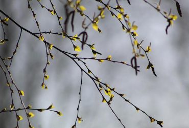 В Украине испортится погода, ожидается похолодание и мокрый снег - синоптик