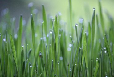 Як позбутися від пирію швидко і назавжди: секрети досвідчених дачників