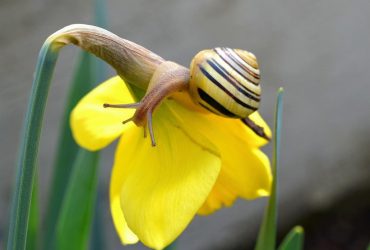 Археологи обнаружили древнее поселение, где майя готовили и ели улиток