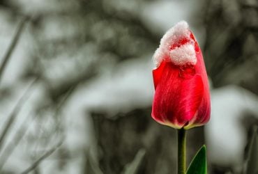 Синоптик сообщил, будет ли в Украине снег в апреле