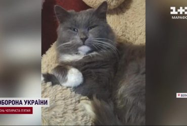 Кіт зі сказом покусав людей на Волині: села закрили на карантин