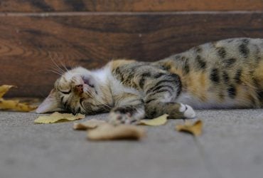 До +17° потеплішає в Україні, - синоптикиня Діденко