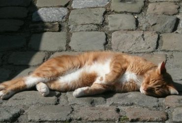 В Україну повертається весняне тепло: де та коли розігріє до +15°