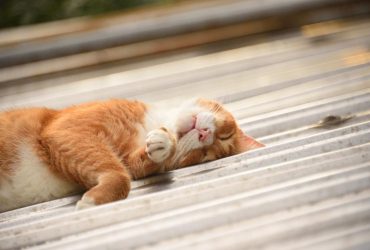 Климатолог рассказала, будет ли в Украине аномальная жара до конца весны