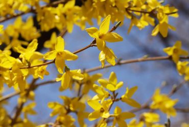 На вихідних в Україну прийде потепління (карта)