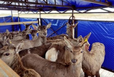 Преодолели почти тысячу км: на острове под Одессой появились олени и лани с запада Украины (фото)