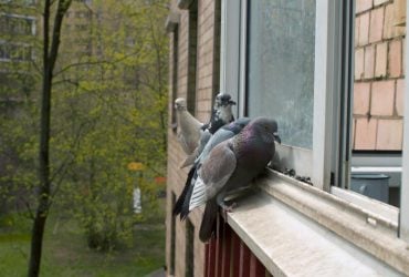 Голуби більше не сядуть на балкони та карнизи: який спосіб відлякує їх на 100%