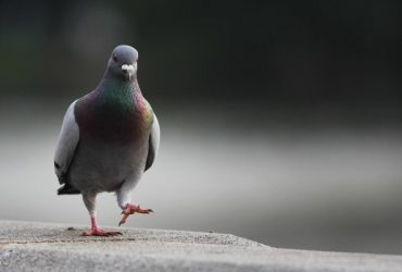 У Москві поліція ловила жовто-синього голуба, озброєного мінами - ЗМІ