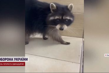 Рятували єнота... у Львові: екзотичний пухнастик став заручником дерева