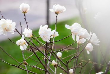 До Києва йде довгоочікуване потепління: прогноз на 12 квітня