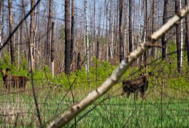 В Чернобыльском заповеднике нашли уникальных лосей-двойняшек