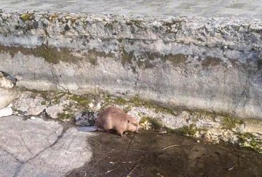 В Хмельницкой области провели спецоперацию по спасению бобра (видео)