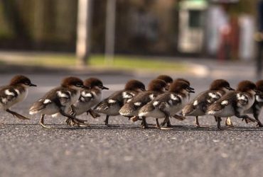 Варшава заблокує центральну автостраду через ходу качок (фото)