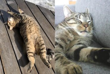 Наймиліший флешмоб: у мережі показали кумедні фото з котами, що сплять