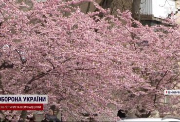 Ніжно-рожева алея: у Вінниці розквітли сакури