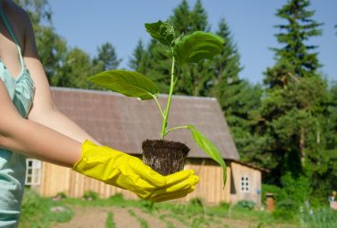 Секрет від досвідчених садівників: що любить розсада баклажанів і як виростити міцну
