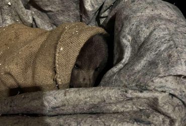 Пасхальное чудо: на Закарпатье в село пришел в гости маленький медвежонок (фото)