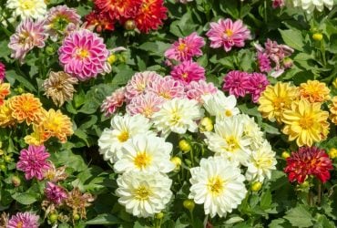 Як обирати жоржини для посадки: коли купувати, щоб не помилитися