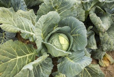 В Україні суттєво зменшилася вартість ранньої капусти: що цьому сприяє