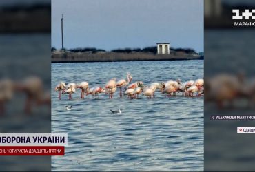 Рожеві гості в Україні: зграя фламінго прилетіла у Національний парк на Одещині