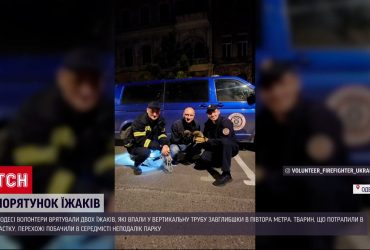 В Одесі врятували їжаків зі смертельної пастки