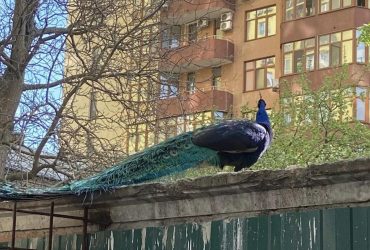 Києвом гуляють павичі: мешканці столиці показали екзотичних птахів (фото, відео)