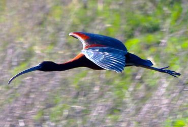 У заповідник на Одещині прилетіли блискучі ібіси (фото)