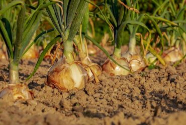 Два копійчаних засоби: лайфхак, в чому замочити севок перед посадкою