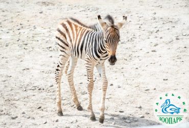 В Одеському зоопарку народилося миле дитинча зебри Гранта (фото)