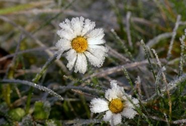 Синоптик розповіла, як довго ще будуть нічні морози в Україні
