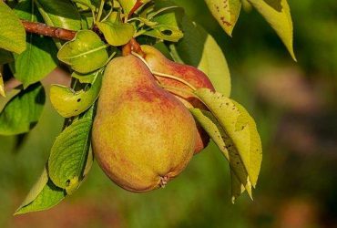 Как правильно сделать прививку на груше: подробная инструкция