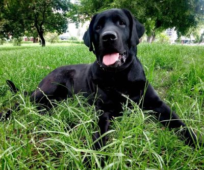 Лабрадор ретривер (Labrador Retriever)