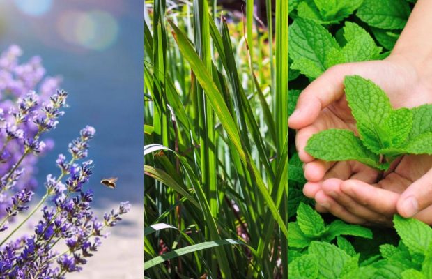 Эти растения - просто убийцы комаров: что садить на участке, чтобы отвадить "кровососов"