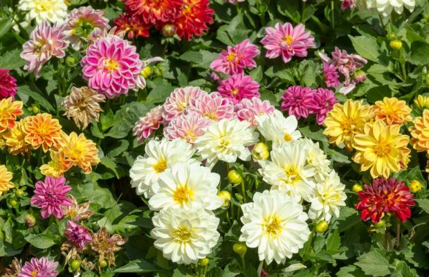 Настоящая изюминка вашего сада: как сажать георгины весной, чтобы любоваться все лето