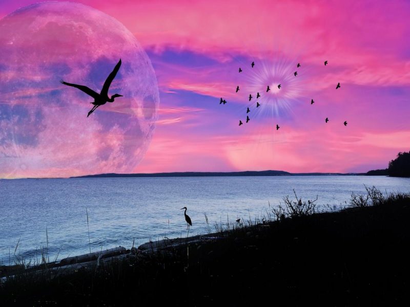 Розовая Луна / pixabay.com Розовая Луна / pixabay.com