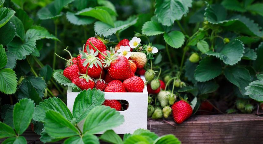 Цены на любимую ягоду украинцев кусаются: что будет дальше