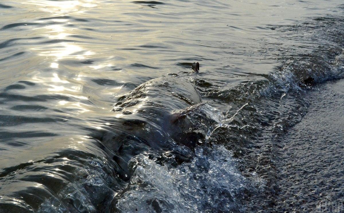 В Азовском море продолжают гибнуть дельфины / фото УНИАН, Андрей Дворецкий